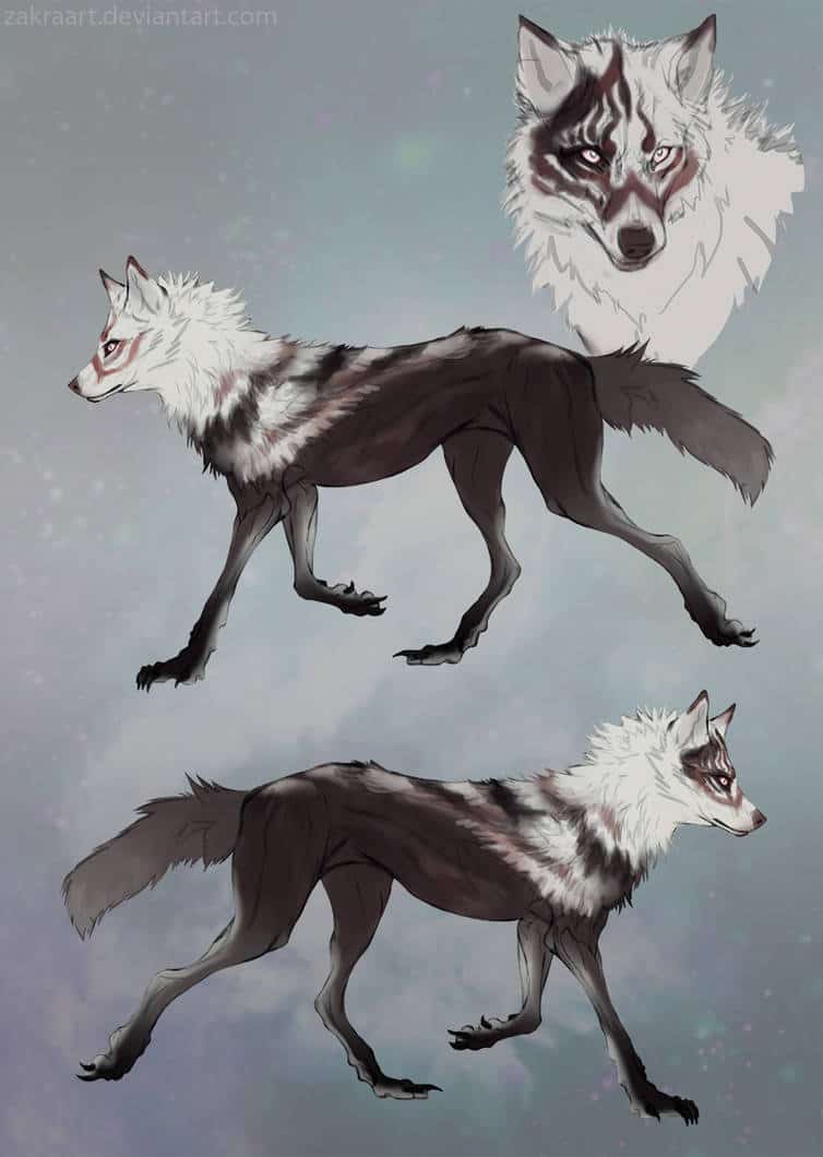 wolf drawing