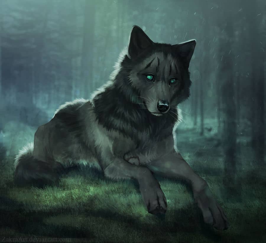 wolf drawing